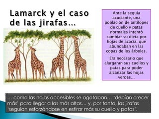 Lamarck y el caso de las jirafas… Ante la sequía acuciante, una población de antílopes de cuello y patas normales intentó cambiar su dieta por hojas de acacia, que abundaban en las copas de los árboles. Era necesario que alargaran sus cuellos y patas para poder alcanzar las hojas verdes… …  como las hojas accesibles se agotaban… ‘debían crecer más’ para llegar a las más altas… y, por tanto, las jirafas ‘seguían esforzándose en estirar más su cuello y patas’. 