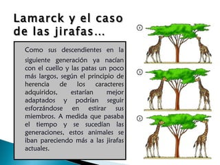 Como sus descendientes en la siguiente generación ya nacían con el cuello y las patas un poco más largos, según el  principio de herencia de los caracteres adquiridos , estarían mejor adaptados y podrían seguir esforzándose en estirar sus miembros. A medida que pasaba el tiempo y se sucedían las generaciones, estos animales se iban pareciendo más a las jirafas actuales.  Lamarck y el caso de las jirafas… 