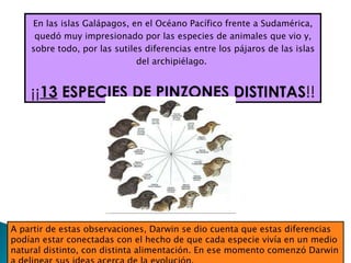 En las islas Galápagos, en el Océano Pacífico frente a Sudamérica, quedó muy impresionado por las especies de animales que vio y, sobre todo, por las sutiles diferencias entre los pájaros de las islas del archipiélago.  ¡¡ 13  ESPECIES DE PINZONES DISTINTAS !! A partir de estas observaciones, Darwin se dio cuenta que estas diferencias podían estar conectadas con el hecho de que cada especie vivía en un medio natural distinto, con distinta alimentación. En ese momento comenzó Darwin a delinear sus ideas acerca de la evolución.  