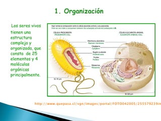 Los seres vivos tienen una estructura compleja y organizada, que consta  de 25 elementos y 4 moléculas orgánicas principalmente. http://www.quepasa.cl/vgn/images/portal/FOTO042005/255579239info1.jpg 