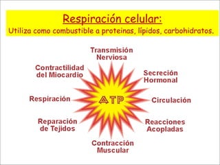 Respiración celular: Utiliza como combustible a proteinas, lípidos, carbohidratos .  