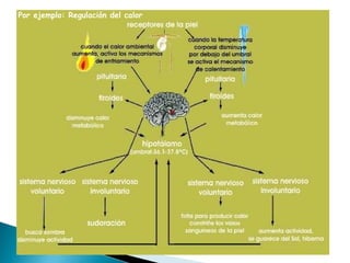 Por ejemplo: Regulación del calor 