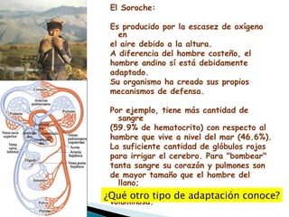 El Soroche: Es producido por la escasez de oxígeno en  el aire debido a la altura. A diferencia del hombre costeño, el  hombre andino sí está debidamente adaptado. Su organismo ha creado sus propios  mecanismos de defensa.  Por ejemplo, tiene más cantidad de sangre  (59.9% de hematocrito) con respecto al  hombre que vive a nivel del mar (46.6%). La suficiente cantidad de glóbulos rojos  para irrigar el cerebro. Para "bombear"  tanta sangre su corazón y pulmones son  de mayor tamaño que el hombre del llano;  por consiguiente, su caja toráxica es más  voluminosa. ¿Qué otro tipo de adaptación conoce? 