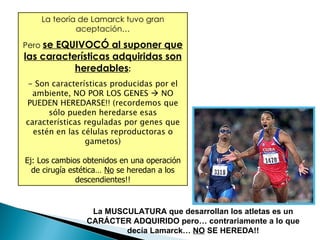 La teoría de Lamarck tuvo gran aceptación… Pero  se EQUIVOCÓ al suponer que las características adquiridas son heredables : - Son características producidas por el ambiente, NO POR LOS GENES    NO PUEDEN HEREDARSE!! (recordemos que sólo pueden heredarse esas características reguladas por genes que estén en las células reproductoras o gametos) Ej: Los cambios obtenidos en una operación de cirugía estética…  No  se heredan a los descendientes!! La MUSCULATURA que desarrollan los atletas es un CARÁCTER ADQUIRIDO pero… contrariamente a lo que decía Lamarck…  NO  SE HEREDA!! 