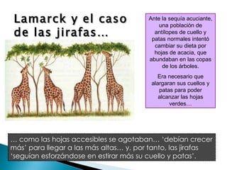 Lamarck y el caso de las jirafas… Ante la sequía acuciante, una población de antílopes de cuello y patas normales intentó cambiar su dieta por hojas de acacia, que abundaban en las copas de los árboles. Era necesario que alargaran sus cuellos y patas para poder alcanzar las hojas verdes… …  como las hojas accesibles se agotaban… ‘debían crecer más’ para llegar a las más altas… y, por tanto, las jirafas ‘seguían esforzándose en estirar más su cuello y patas’. 