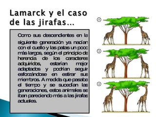 Como sus descendientes en la siguiente generación ya nacían con el cuello y las patas un poco más largos, según el  principio de herencia de los caracteres adquiridos , estarían mejor adaptados y podrían seguir esforzándose en estirar sus miembros. A medida que pasaba el tiempo y se sucedían las generaciones, estos animales se iban pareciendo más a las jirafas actuales.  Lamarck y el caso de las jirafas… 