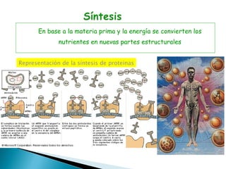 En base a la materia prima y la energía se convierten los nutrientes en nuevas partes estructurales Representación de la síntesis de proteinas 