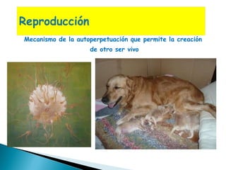 Mecanismo de la autoperpetuación que permite la creación  de otro ser vivo 