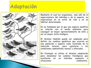 Mediante el cual los organismos, más allá de la superviviencia del individuo o de la especie, se especializan en un estilo de vida y en un hábitat determinado.  Es un fenómeno por el que una especie modifica su relación con el medio ambiente para conseguir un mayor aprovechamiento de éste y así un mayor éxito biológico.  El término también puede ser empleado para definir los cambios genéticos que ocurren en una población o especie como resultado de la selección natural, para ajustarse a las condiciones ambientales nuevas o alteradas.  En fisiología se utiliza el término adaptación para denominar los cambios fisiológicos que acontecen en un individuo expuesto a situaciones cambiantes. 