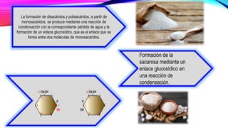 La formación de disacáridos y polisacáridos, a partir de
monosacáridos, se produce mediante una reacción de
condensación con la correspondiente pérdida de agua y la
formación de un enlace glucosídico, que es el enlace que se
forma entre dos moléculas de monosacáridos.
Formación de la
sacarosa mediante un
enlace glucosídico en
una reacción de
condensación.
 