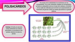 En el caso de los carbohidratos los monómeros son los
monosacáridos. Sí se unen suficientes unidades de monosacáridos,
se forma un polisacárido como en el caso de la celulosa y el almidón,
en los cuales las moléculas que los forman son exclusivamente de
monómeros de glucosa unidas por enlaces glucosídicos en grandes
cadenas.
Celulosa: formada por glucosas
unidas fuertemente por enlaces
glucosídicos, se encuentra en las
paredes celulares de todas las
plantas.
POLISACÁRIDOS
 