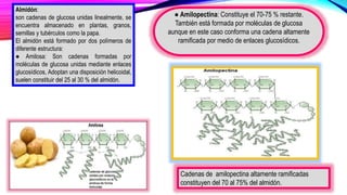 ● Amilopectina: Constituye el 70-75 % restante.
También está formada por moléculas de glucosa
aunque en este caso conforma una cadena altamente
ramificada por medio de enlaces glucosídicos.
Almidón:
son cadenas de glucosa unidas linealmente, se
encuentra almacenado en plantas, granos,
semillas y tubérculos como la papa.
El almidón está formado por dos polímeros de
diferente estructura:
● Amilosa: Son cadenas formadas por
moléculas de glucosa unidas mediante enlaces
glucosídicos, Adoptan una disposición helicoidal,
suelen constituir del 25 al 30 % del almidón.
Cadenas de amilopectina altamente ramificadas
constituyen del 70 al 75% del almidón.
 