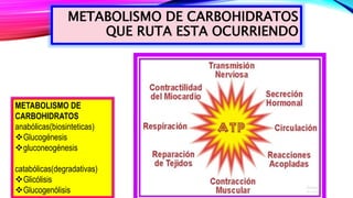 METABOLISMO DE CARBOHIDRATOS
QUE RUTA ESTA OCURRIENDO
METABOLISMO DE
CARBOHIDRATOS
anabólicas(biosinteticas)
Glucogénesis
gluconeogénesis
catabólicas(degradativas)
Glicólisis
Glucogenólisis
 