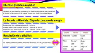 Glicólisis (Embden-Meyerhof)
“Secuencia de reacciones que convierte una (1) molécula de glucosa en dos (2) moléculas
de piruvato con la produccción de energía” -Ocurre en el citosol -No requiere oxigeno
La Ruta de la Glicólisis. Etapa de consumo de energía
Sustrato inicial: Una molécula de glucosa de 6 carbonos
Toda esta etapa ocurre doble y se producen 2 moléculas de piruvato
Sustrato final: Dos moléculas de piruvato de 3 carbonos, 2 NADH y 2 ATP.
Regulación de la glicólisis
Tres enzimas son las reguladoras principales: Hexokinasa. PFK-1, y piruvato kinasa.
 