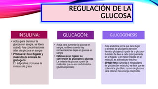 REGULACIÓN DE LA
GLUCOSA
INSULINA:
• Actúa para disminuir la
glucosa en sangre, se libera
cuando hay concentraciones
altas de glucosa en sangre
• Promueve: En el hígado y
músculos la síntesis de
glucógeno
En adipositos promueve la
síntesis de grasa
GLUCAGÓN:
• Actúa para aumentar la glucosa en
sangre, se libera cuando hay
concentraciones bajas en glucosa en
sangre
• Estimula en el hígado: La
conversión de glucógeno a glucosa
La síntesis de glucosa a partir de
moléculas que no son carbohidratos
(gluconeogénesis)
GLUCOGÉNESIS
• Ruta anabólica por la que tiene lugar
la síntesis de glucógeno (también
llamado glicógeno) a partir de la glucosa-
6-fosfato.Se lleva a cabo principalmente
en el hígado, y en menor medida en el
músculo, es activado por insulina.
• EPINEFRINA Aumenta el metabolismo
de glúcidos [en músculo], es decir que se
potencia la glucólisis, ruptura de glucosa,
para obtener más energía disponible.
 