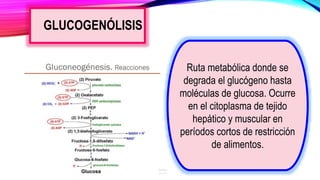 GLUCOGENÓLISIS
Ruta metabólica donde se
degrada el glucógeno hasta
moléculas de glucosa. Ocurre
en el citoplasma de tejido
hepático y muscular en
períodos cortos de restricción
de alimentos.
 