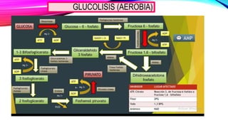 GLUCOLISIS (AEROBIA)
 
