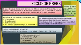 CICLO DE KREBS
 