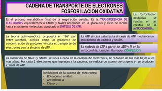 CADENA DE TRANSPORTE DE ELECTRONES
FOSFORILACION OXIDATIVA
 