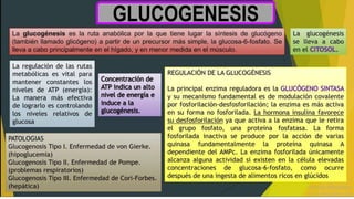 GLUCOGENESIS
 