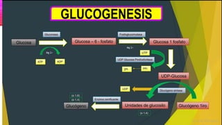 GLUCOGENESIS
 