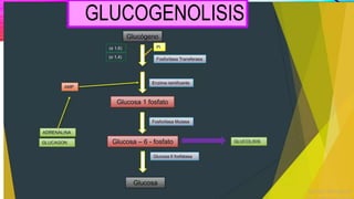 GLUCOGENOLISIS
 