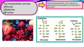Todos tienen grupos hidroxilo (- OH). La glucosa y la
galactosa tienen funciones aldehído y la fructosa tiene un
grupo cetona.
Tres monosacáridos comunes:
Glucosa
Galactosa
Fructosa.
 