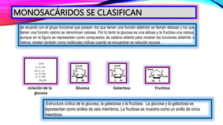 de acuerdo con el grupo funcional que posean: los que tienen una función aldehído se llaman aldosas y los que
tienen una función cetona se denominan cetosas. Por lo tanto la glucosa es una aldosa y la fructosa una cetosa,
aunque en la figura se representan como compuestos de cadena abierta para mostrar las funciones aldehído o
cetona, existen también como moléculas cíclicas cuando se encuentran en solución acuosa.
ciclación de la Glucosa Galactosa Fructosa
glucosa
Estructura cíclica de la glucosa, la galactosa y la fructosa. La glucosa y la galactosa se
representan como anillos de seis miembros. La fructosa se muestra como un anillo de cinco
miembros.
MONOSACÁRIDOS SE CLASIFICAN
 