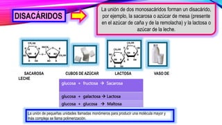 La unión de dos monosacáridos forman un disacárido,
por ejemplo, la sacarosa o azúcar de mesa (presente
en el azúcar de caña y de la remolacha) y la lactosa o
azúcar de la leche.
SACAROSA CUBOS DE AZÚCAR LACTOSA VASO DE
LECHE
La unión de pequeñas unidades llamadas monómeros para producir una molécula mayor y
más compleja se llama polimerización.
glucosa + fructosa  Sacarosa
glucosa + galactosa  Lactosa
glucosa + glucosa  Maltosa
DISACÁRIDOS
 