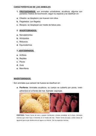 CARACTERÍSTICAS DE LOS ANIMALES.
1. PROTOZOARIOS: son animales unicelulares, acuáticos, algunos son
parásitos medios de locomoción, según su especie y se clasifican en:
a. Ciliados: se desplaza o se mueven con cilios.
b. Flagelados: con flagelos
c. Rizopos: se desplazan por medio de falsos pies.
2. INVERTEBRADOS:
a. Nematelmintos
b. Artrópodos
c. Moluscos
d. Equinodermos
3. VERTEBRADOS
a. Anfibios
b. Reptiles
c. Peces
d. Aves
e. Mamíferos
INVERTEBRADOS:
Son animales que carecen de huesos se clasifican en:
a. Poríferos: Animales acuáticos, su cuerpo es cubierto por poros, viven
adheridos en el fondo del mar. Ejemplo: esponjas.
PORÍFEROS: Tienen forma de saco y poseen tentáculos o brazos alrededor de la boca. Animales
marinos que viven fijos e inmóviles en el fondo del mar. Tienen forma de bola y están llenos de
agujeros que es por donde entra el agua a su interior. Son las esponjas marinas.
 
