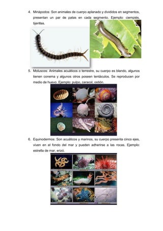 4. Miriápodos: Son animales de cuerpo aplanado y divididos en segmentos,
presentan un par de patas en cada segmento. Ejemplo: ciempiés,
tijerillas.
5. Moluscos: Animales acuáticos o terrestre, su cuerpo es blando, algunos
tienen conema y algunos otros poseen tentáculos. Se reproducen por
medio de huevo. Ejemplo: pulpo, caracol, ostión.
6. Equinodermos: Son acuáticos y marinos, su cuerpo presenta cinco ejes,
viven en el fondo del mar y pueden adherirse a las rocas. Ejemplo:
estrella de mar, erizó.
 