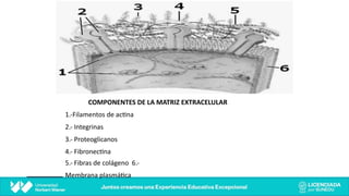 COMPONENTES DE LA MATRIZ EXTRACELULAR
1.-Filamentos de ac@na
2.- Integrinas
3.- Proteoglicanos
4.- Fibronec@na
5.- Fibras de colágeno 6.-
Membrana plasmá@ca
 