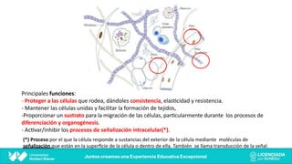 Principales funciones:
- Proteger a las células que rodea, dándoles consistencia, elas@cidad y resistencia.
- Mantener las células unidas y facilitar la formación de tejidos,
-Proporcionar un sustrato para la migración de las células, par@cularmente durante los procesos de
diferenciación y organogénesis.
- Ac@var/inhibir los procesos de señalización intracelular(*).
(*) Proceso por el que la célula responde a sustancias del exterior de la célula mediante moléculas de
señalización que están en la superﬁcie de la célula o dentro de ella. También se llama transducción de la señal.
 