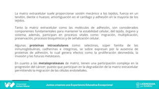 La matriz extracelular suele proporcionar sostén mecánico a los tejidos, fuerza en un
tendón, diente o huesos; amortiguación en el cartílago y adhesión en la mayoría de los
tejidos.
Tanto la matriz extracelular como las moléculas de adhesión, son considerados
componentes fundamentales para mantener la estabilidad celular, del tejido, órgano y
sistema; además, participan en procesos vitales como: migración, multiplicación,
preservación, procesos bioquímicos y de señalización celular.
Algunas proteínas intracelulares como: selectinas, súper familia de las
inmunoglobulinas, cadherinas e integrinas, se sobre expresan por la ausencia de
proteínas de adhesión, lo cual genera efectos como la proliferación desmedida, la
invasión y las futuras metástasis.
En cuanto a las metaloproteasas de matriz, tienen una participación compleja en la
progresión del cáncer; puesto que participan en la degradación de la matriz extracelular
permitiendo la migración de las células endoteliales.
 