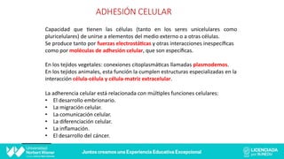 Capacidad que @enen las células (tanto en los seres unicelulares como
pluricelulares) de unirse a elementos del medio externo o a otras células.
Se produce tanto por fuerzas electrostá*cas y otras interacciones inespecíﬁcas
como por moléculas de adhesión celular, que son especíﬁcas.
En los tejidos vegetales: conexiones citoplasmá@cas llamadas plasmodemos.
En los tejidos animales, esta función la cumplen estructuras especializadas en la
interacción célula-célula y célula-matriz extracelular.
La adherencia celular está relacionada con múl@ples funciones celulares:
• El desarrollo embrionario.
• La migración celular.
• La comunicación celular.
• La diferenciación celular.
• La inﬂamación.
• El desarrollo del cáncer.
ADHESIÓN CELULAR
 