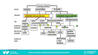 UNIONES CELULA-CELULA UNIONES CELULA-MATRIZ
1 2 3
4
1
2
 