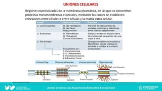 UNIONES CELULARES
Regiones especializadas de la membrana plasmática, en las que se concentran
proteínas transmembranas especiales, mediante las cuales se establecen
conexiones entre células o entre células y la matriz extra-celular.
 