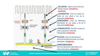OCLUSIVAS : sella la unión entre dos
células vecinas. (ocludinas y
claudinas).
ADHERENTES: Unen los haces de
actina de una célula a los de la
adyacente (cadherinas).
DESMOSOMAS: Unen los filamentos
intermedios de una célula a los de la
adyacente (cadherinas).
COMUNICANTES: Permiten el paso de
iones y pequeñas moléculas
hidrosolubles (conexinas).
FOCALES: Unen los filamentos de
actina de las fibras de estrés a la matriz
extracelular. (integrinas)
HEMIDESMOSOMAS:
Unen los filamentos intermedios a la
matriz extracelular. (integrinas)
 