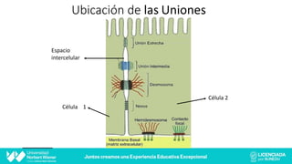 Ubicación de las Uniones
Célula 2
Célula 1
Espacio
intercelular
 