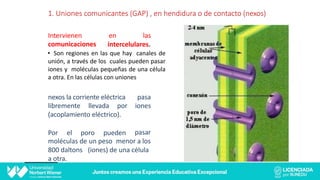 1. Uniones comunicantes (GAP) , en hendidura o de contacto (nexos)
las
Intervienen en
comunicaciones intercelulares.
• Son regiones en las que hay canales de
unión, a través de los cuales pueden pasar
iones y moléculas pequeñas de una célula
a otra. En las células con uniones
pasa
iones
nexos la corriente eléctrica
libremente llevada por
(acoplamiento eléctrico).
Por el poro pueden pasar
moléculas de un peso menor a los
(iones) de una célula
800 daltons
a otra.
 