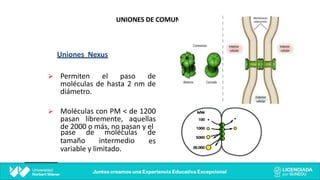 UNIONES DE COMUNICACIÓN
Uniones Nexus
Ø Permiten el paso de
moléculas de hasta 2 nm de
diámetro.
Ø Moléculas con PM < de 1200
pasan libremente, aquellas
de 2000 o más, no pasan y el
tamaño intermedio
pase de moléculas de
es
variable y limitado.
 
