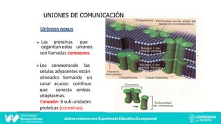 Uniones nexus
Ø Las proteínas
organizan estas
que
uniones
son llamadas conexones.
ØLos conexonesde las
células adyacentes están
alineados formando un
canal acuoso conCnuo
que conecta ambos
citoplasmas.
Conexón: 6 sub unidades
proteicas (conexinas).
UNIONES DE COMUNICACIÓN
 