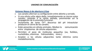 UNIONES DE COMUNICACIÓN
Uniones Nexus ó de abertura ó Gap
Ø Los canales alternan su conﬁguración entre abierto y cerrado.
Ø Si una célula sufre algún daño, inmediatamente se cierran estos
canales, aislando a la célula dañada, previniendo así la
propagación de la anomalía funcional .
Ca2+,
Ø Incremento de iones descenso del pH intracelular
producen el cierre de los canales.
Ø Están presentes en células animales. Median la comunicación
entre citoplasmas de células adyacentes.
Ø Permiten el paso de moléculas pequeñas (aa, fosfatos,
nucleótidos, vitaminas hidrosolubles, iones.)
Ø Acoplan a las células adyacentes tanto eléctrica como
metabólicamente.
 