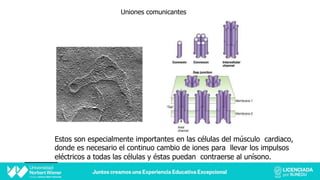 Uniones comunicantes
Estos son especialmente importantes en las células del músculo cardiaco,
donde es necesario el continuo cambio de iones para llevar los impulsos
eléctricos a todas las células y éstas puedan contraerse al unísono.
 