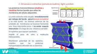 2. Oclusivas o estrechas (zonula occludens), =ght junc=on
Las proteínas transmembranas ocludinas y
claudinas forman bandas que sellan las
membranas de células adyacentes.
La unión estrecha está situada inmediatamente
por debajo del borde apical (zonula occludens)
y en este punto las láminas externas de las
unidades de membranas se fusionan formando
una línea intermedia única -> no existe espacio
intercelular a lo largo de una distancia variable.
En epitelios que tapizan cavidades:
Impide el paso de sales y moléculas
hidrosolubles.
Man@enen
impiden
polaridad de los
que las
epitelios:
proteínas
transportadoras difundan de un dominio
a otro.
 