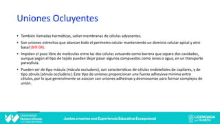Uniones Ocluyentes
• También llamadas herméWcas, sellan membranas de células adyacentes.
• Son uniones estrechas que abarcan todo el perímetro celular manteniendo un dominio celular apical y otro
basal (BIR-04).
• Impiden el paso libre de moléculas entre las dos células actuando como barrera que separa dos cavidades,
aunque según el Wpo de tejido pueden dejar pasar algunos compuestos como iones o agua, en un transporte
paracélula.
• Pueden ser de Wpo mácula (mácula occludens), son caracterísWcas de células endoteliales de capilares, y de
Wpo zónula (zónula occludens). Este Wpo de uniones proporcionan una fuerza adhesivva minima entre
células, por lo que generalmente se asocian con uniones adhesivas y desmosomas para formar complejos de
unión.
 