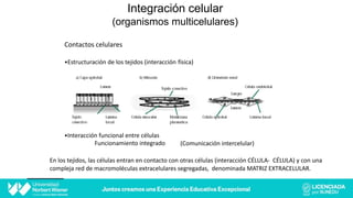 Integración celular
(organismos multicelulares)
Contactos celulares
•Estructuración de los tejidos (interacción física)
•Interacción funcional entre células
Funcionamiento integrado (Comunicación intercelular)
En los tejidos, las células entran en contacto con otras células (interacción CÉLULA- CÉLULA) y con una
compleja red de macromoléculas extracelulares segregadas, denominada MATRIZ EXTRACELULAR.
 
