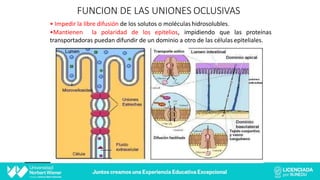 FUNCION DE LAS UNIONES OCLUSIVAS
• Impedir la libre difusión de los solutos o moléculas hidrosolubles.
•Mantienen la polaridad de los epitelios, impidiendo que las proteínas
transportadoras puedan difundir de un dominio a otro de las células epiteliales.
 