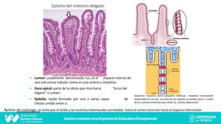 Epitelio del intestino delgado
— Lumen: usualmente denominado luz, es el espacio interior de
una estructura tubular, como en una arteria o intes5no.
“la luz del
— Zona apical: parte de la célula que mira hacia
órgano” o Lumen.
— Epitelio: tejido formado por una o varias capas de
células unidas entre sí.
Epitelio del estómago: se evita que el ácido y las enzimas estomacales secretadas hacia el lumen escurran hacia el espacio intercelular.
Esquema: muestra cómo pequeña molécula trazadora extracelular
depositada en una de las caras de un epitelio no puede pasar a través
de las uniones estrechas que sellan las células adyacentes.
 