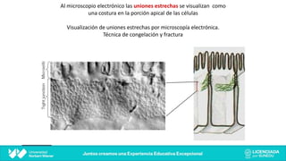 Al microscopio electrónico las uniones estrechas se visualizan como
una costura en la porción apical de las células
Visualización de uniones estrechas por microscopía electrónica.
Técnica de congelación y fractura
 